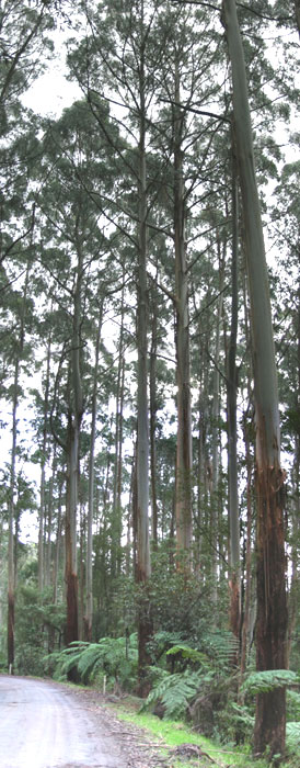Rappa forest that Victorian Government plans to log