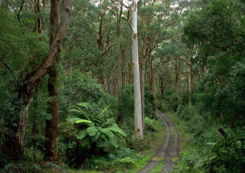 colac tree road