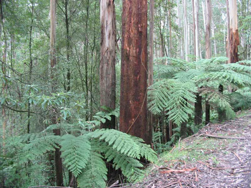 Rappa forest that Victorian government wants to log