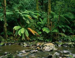 Tree Ferns