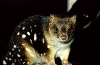 Tiger Quoll